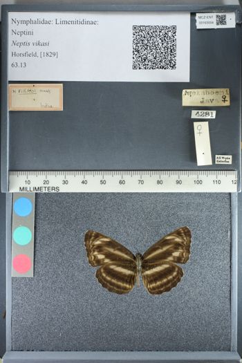 Media type: image;   Entomology 163004